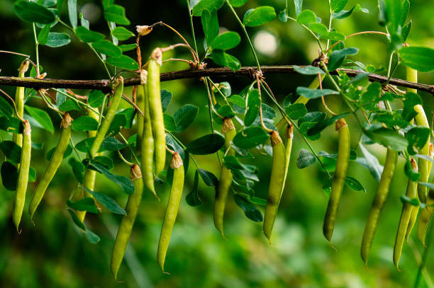 созревание семян акации. - locust tree black robinia стоковые фото и изображения