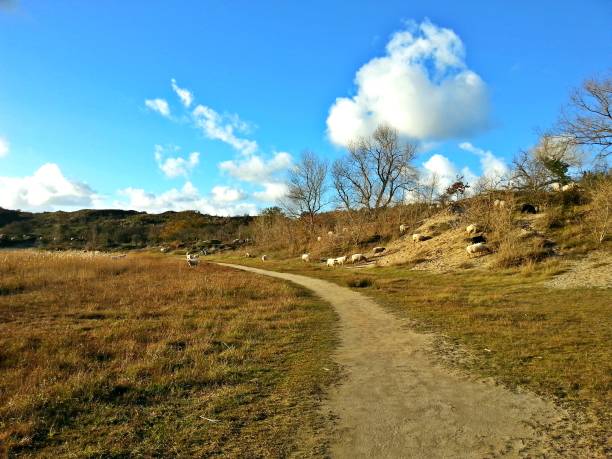 istock A path in the sand dunes with dry grass, wild sheep and a blue sky on a sunny day 992765204