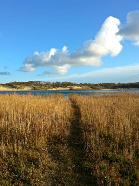 istock Path in the long dry grass and a natural blue lake on a sunny day 992765236