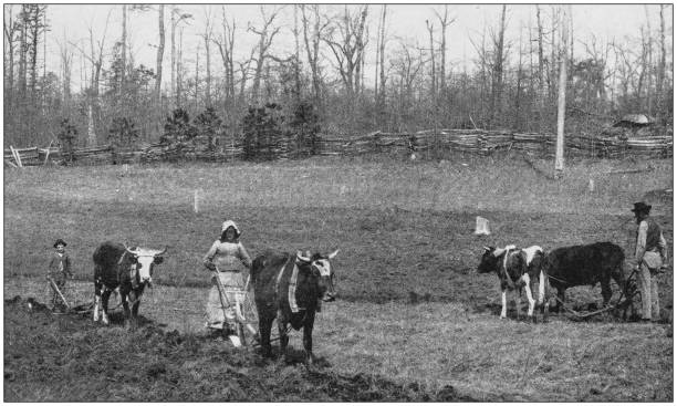 illustrations, cliparts, dessins animés et icônes de antique photo de célèbres paysages de l’amérique : la vie rurale, caroline du nord - agriculture farm people plow