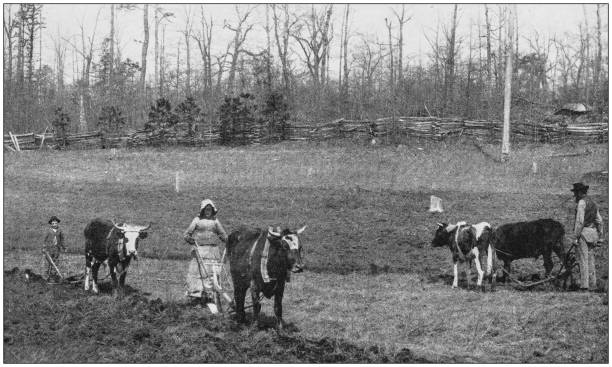 미국의 유명한 풍경 골동품 사진: 농촌 생활, 노스 캐롤라이나 - agriculture farm people plow stock illustrations