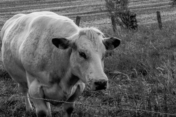 istock Beef cow in a field ranch also called feeder cattle belgian blue meat production 992766492