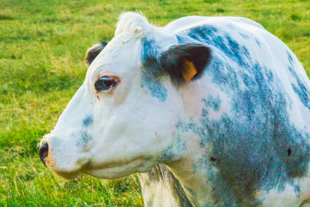Beef cow in a field ranch also called feeder cattle belgian blue meat production