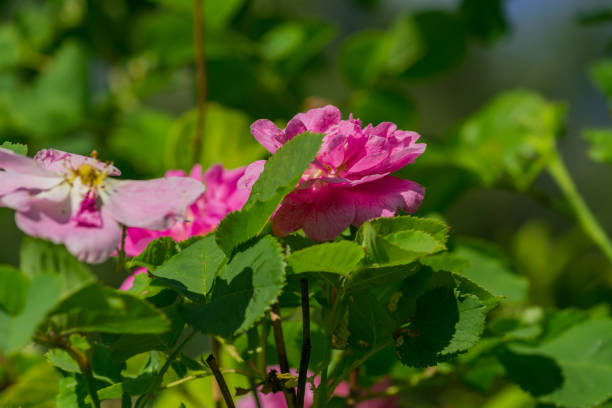 blooming pink dogrose in the garden