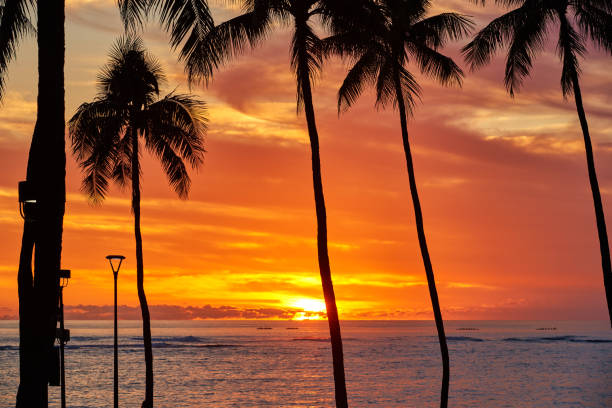 istock Palm Tree Silhouette at Sunset, Hawaii, USA 992769768