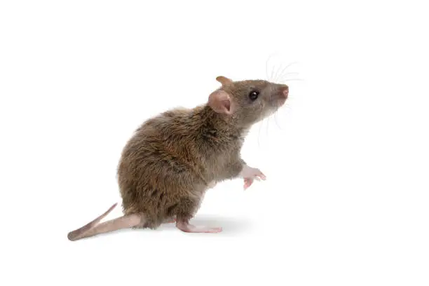 Photo of closeup young rat stands on its hind legs and looking up. isolated on white