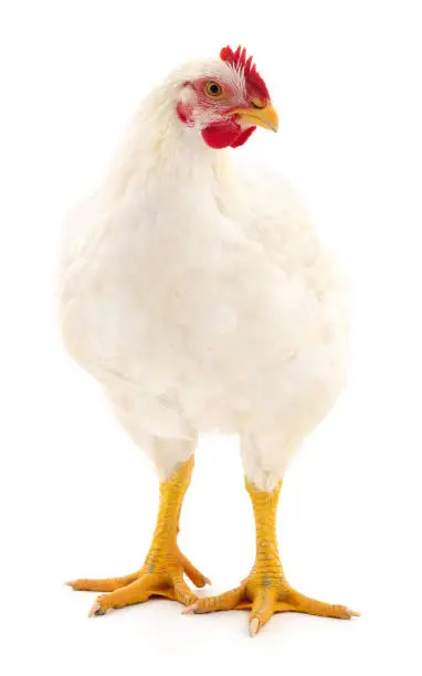 Photo of White hen isolated.