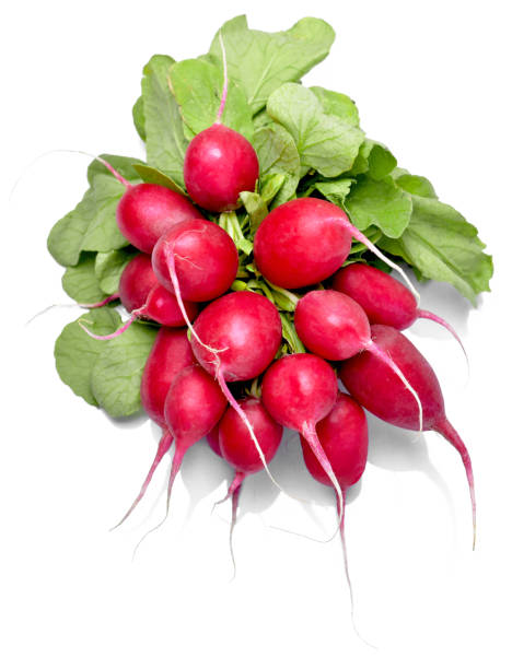 спелый пучок редиса, изолированный на белом фоне - radish bunch red vegetable стоковые фото и изображения