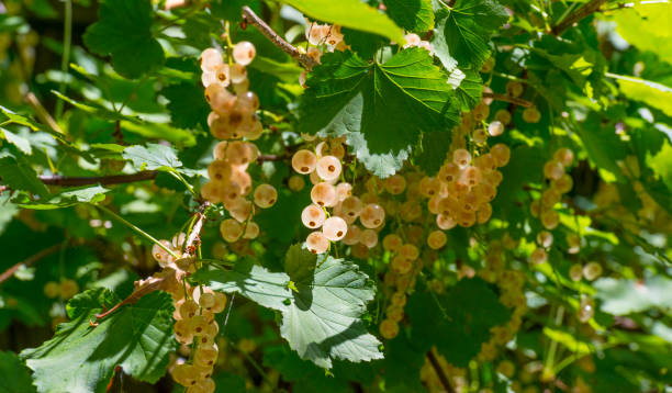 istock White currents in a shrub in a garden in sunlight in summer 992777424