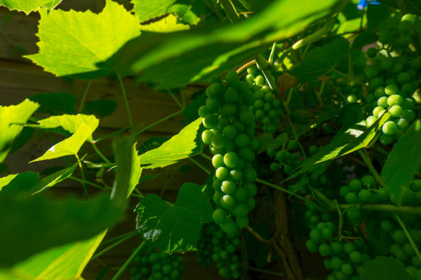 Vine with grapes in a garden in sunlight in summer
