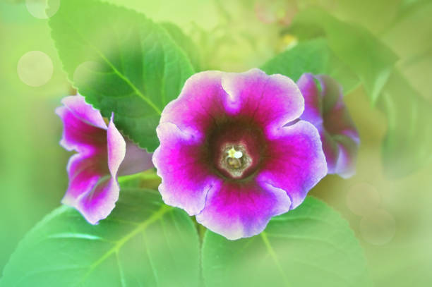Flores De Gloxinia Sobre Un Hermoso Fondo Terciopelo Morado De Cerca Macro Fondo De Pantalla Foto de stock y más banco de imágenes de Belleza - iStock Flores De Gloxinia Sobre Un Hermoso Fondo Terciopelo Morado De Cerca Macro Fondo De Pantalla Foto de stock y más banco de imágenes de Belleza - iStock
