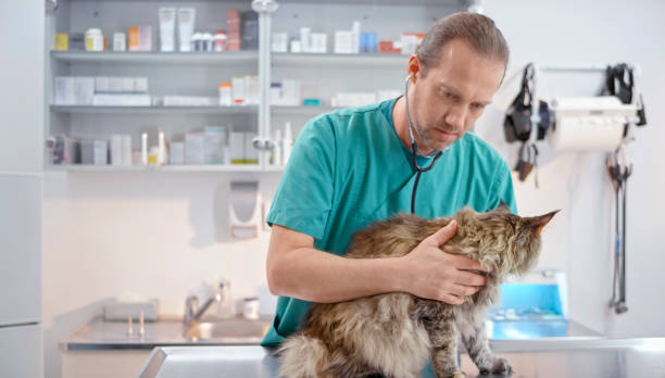 istock Veterinarian examining cat in veterinary clinic 992791042