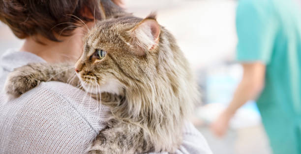 istock Maine Coon cat with female owner 992791056