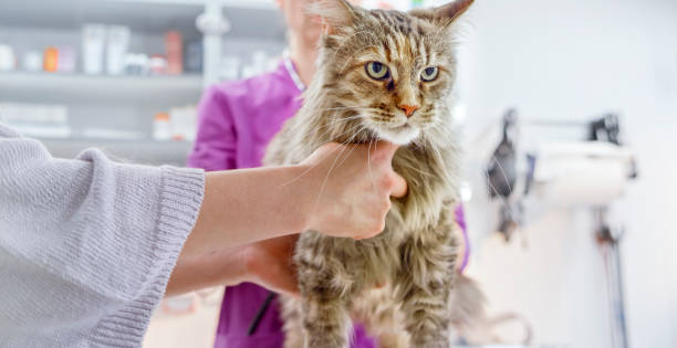 istock Maine Coon cat getting complete physical exam at vet's office 992791066