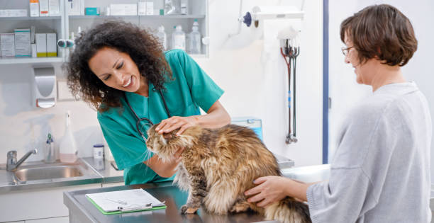 gato examen veterinario en clinica veterinaria - vet domestic cat veterinary medicine stethoscope fotografías e imágenes de stock