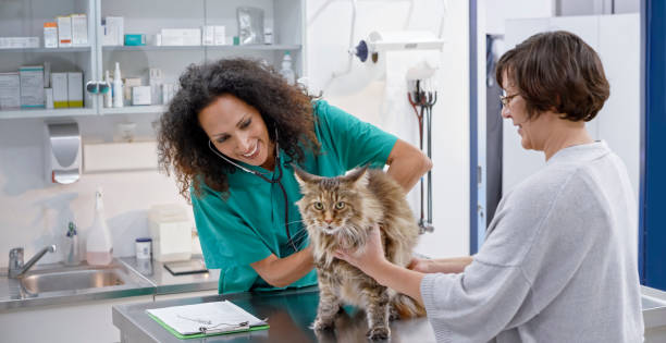 Female veterinarian listening to heart and lungs of Maine Coon cat on her exam table Female veterinarian using stethoscope to listen to heart and lungs of an Maine Coon cat on her exam table. short haired maine coon stock pictures, royalty-free photos & images