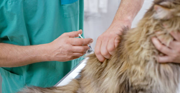 istock Maine Coon cat being vaccinated in veterinary office 992791110