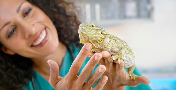 Smiling female veterinarian holding bearded dragon on palm of her hand and petting it.