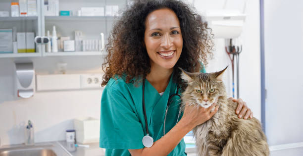 Portrait of female veterinarian petting Maine Coon cat on exam table in office Portrait of female veterinarian petting Maine Coon cat on exam table in office. animal hospital photos stock pictures, royalty-free photos & images