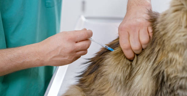 istock Maine Coon cat being vaccinated in veterinary office 992791168