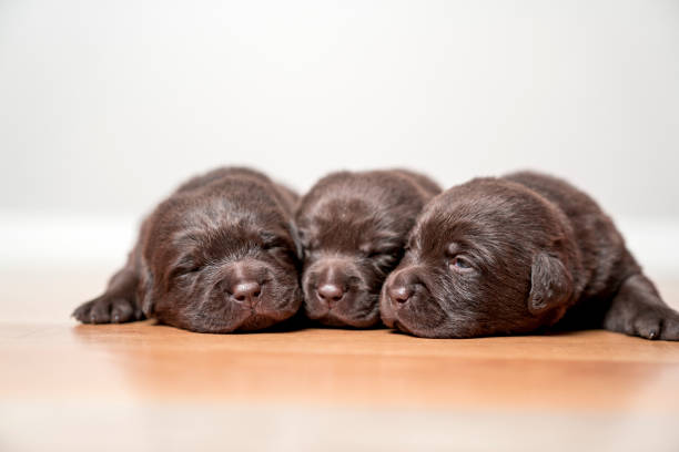 Close-up of little Chocolate Labradors looking exhausted on floor. Purebred brown puppies are sleeping together. Retrievers are against white background.