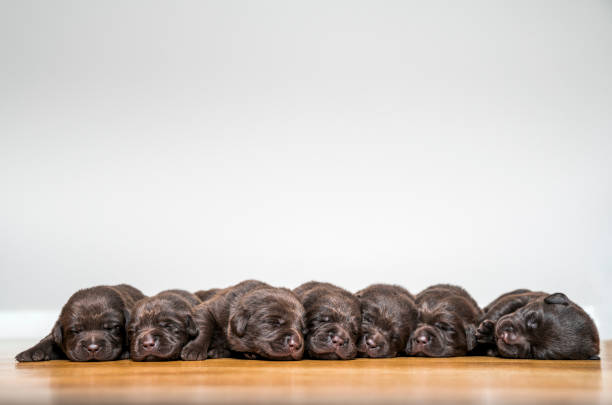 Cute Chocolate Labrador puppies laying side by side on floor. Purebred dogs are resting together. They are against white background. Group of dogs sleeping.