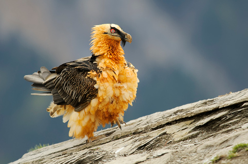 Bearded vulture in the Pyrenees of Huesca