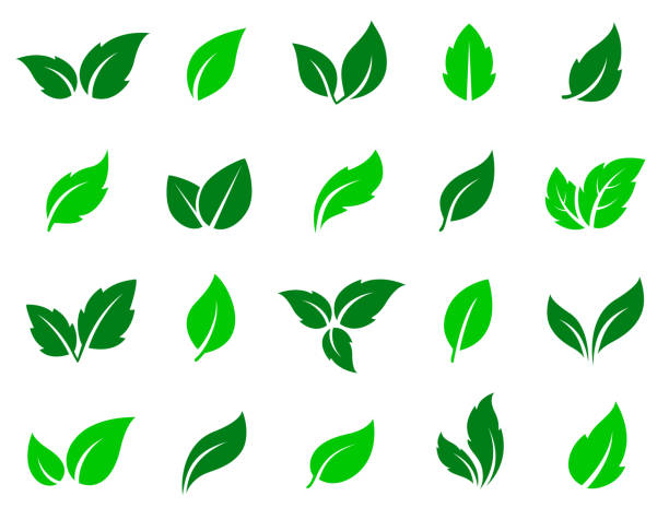 ilustraciones, imágenes clip art, dibujos animados e iconos de stock de conjunto de iconos de hojas verdes - tea crop leaf freshness organic