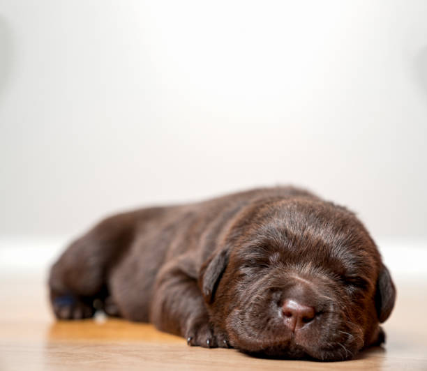 istock Sleepy brown Labrador puppy cute as can be 992795640