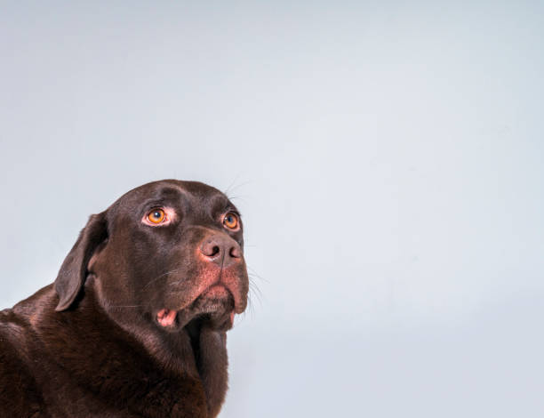 istock Chocolate Labrador against gray background 992795834