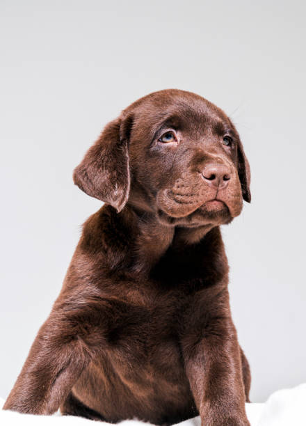 istock Chocolate Labrador puppy looking away on blanket 992795926