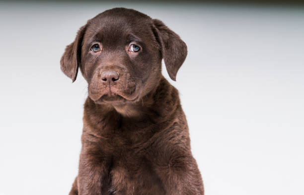 istock Chocolate Labrador against gray background 992795932