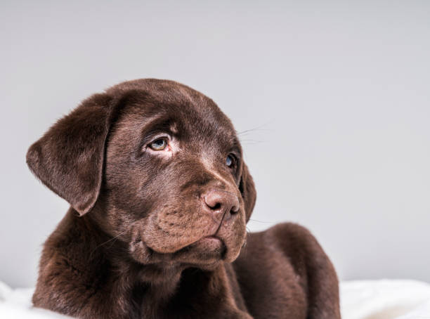 istock Chocolate Labrador puppy relaxing on blanket 992796026