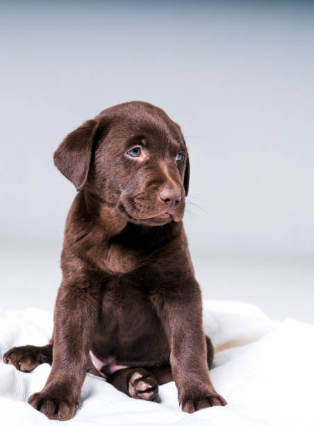 istock Cute Chocolate Labrador puppy sitting on blanket 992796082
