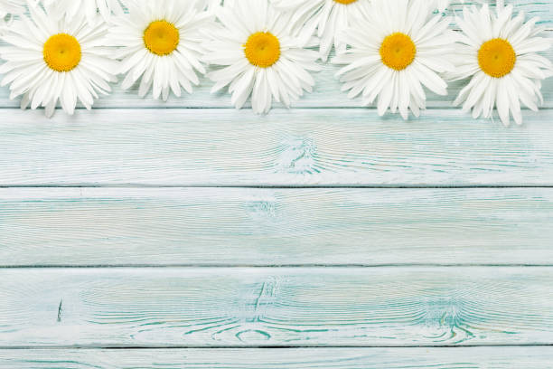 istock Garden chamomile flowers on wooden background 992796116