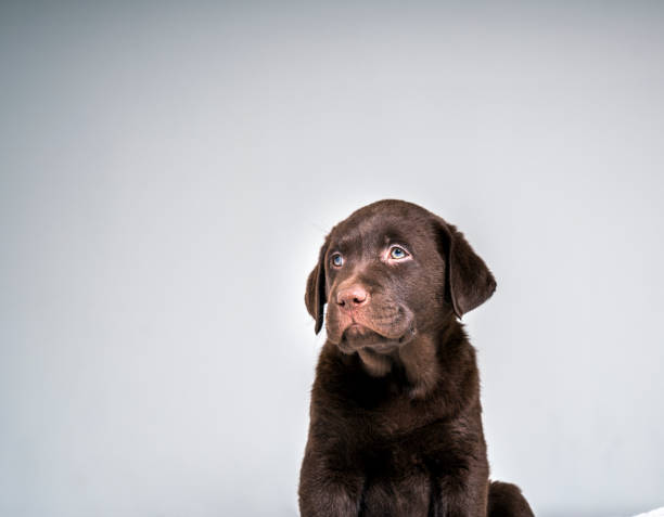 istock Purebred puppy looking away against gray background 992796176