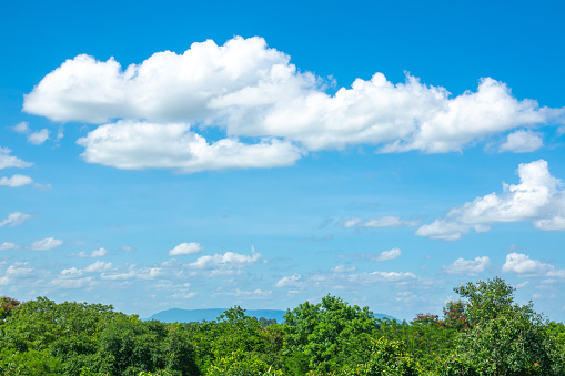 Blue sky and white cloud and tree forest