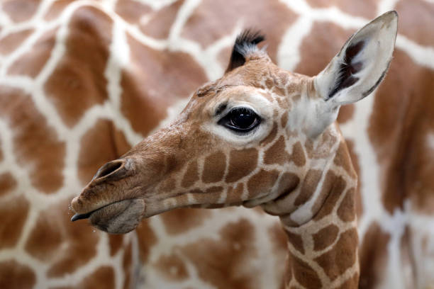 Close up of Giraffe's face and eye
