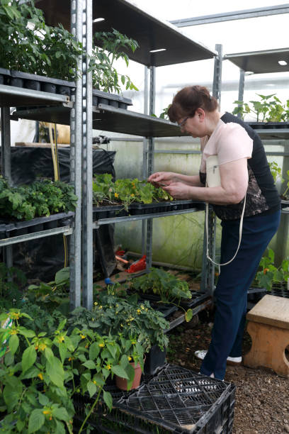 istock Senior woman buying plants 992798704