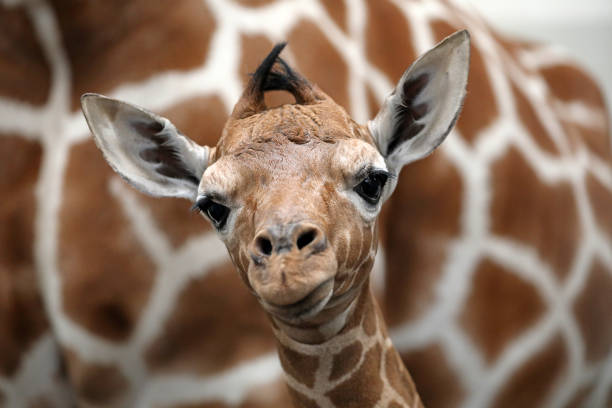 Portrait of a young giraffe against a green background. Animal posters.