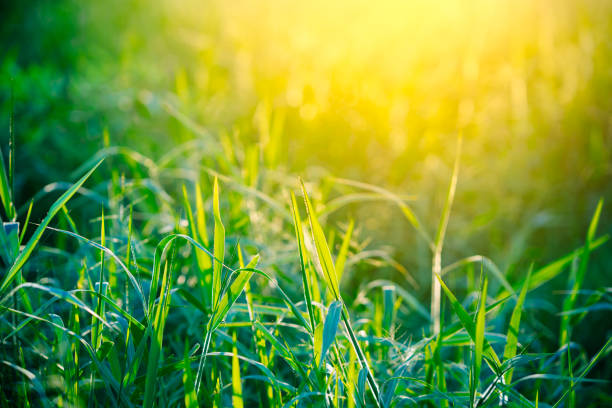 Grass pasture field meadow on sunset