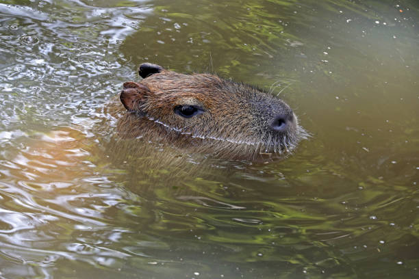 istock A Capybara in the water 992799684