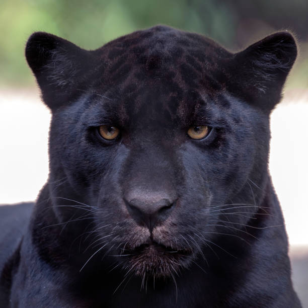istock Jaguar close-up portrait 992799692