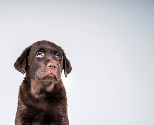 istock Chocolate Labrador puppy looking away 992799724