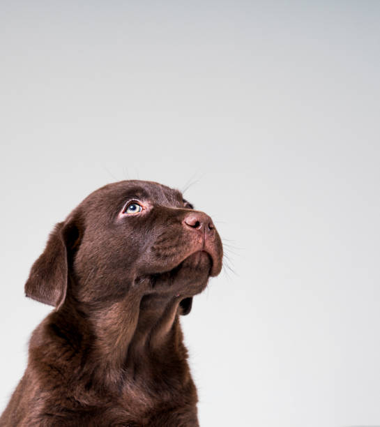Chocolate Labrador puppy looking up