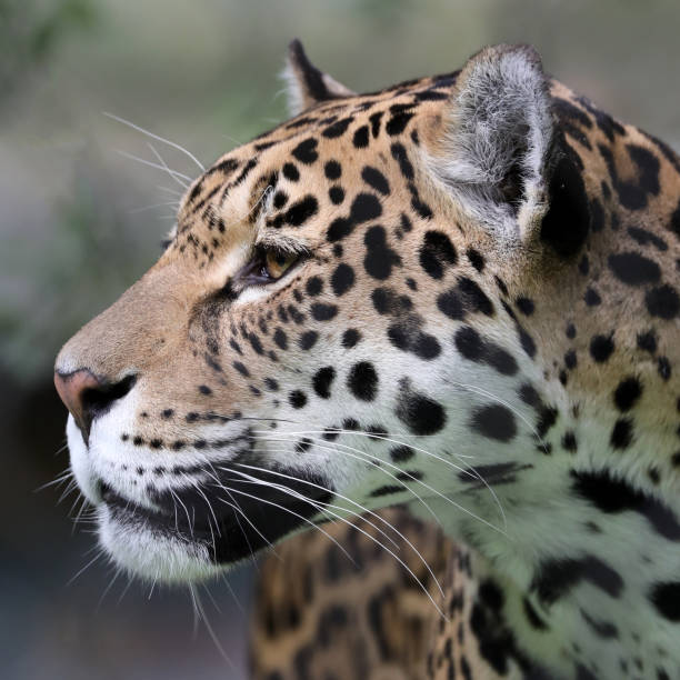istock Jaguar close-up portrait 992800210