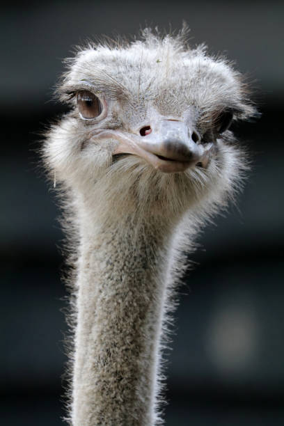 istock Ostrich close-up portrait 992802816