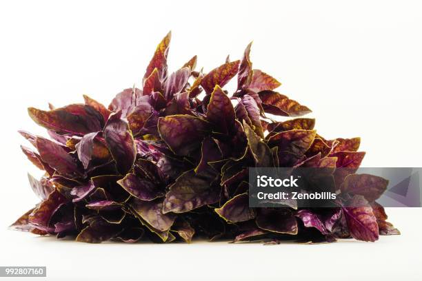 Bunch Of Basil Purple Isolated On White Background Spice And Herbs Stock Photo - Download Image Now