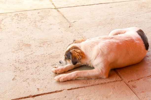 biały pies z czarnym i brązowym. połóż się z głową w dół. - dog lying down tired street zdjęcia i obrazy z banku zdjęć