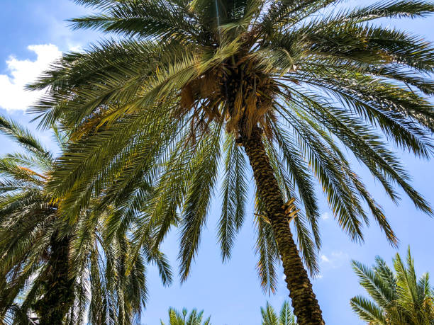 istock Palm trees against blue sky, Palm trees on tropical coast coconut tree, summer tree. 992815914
